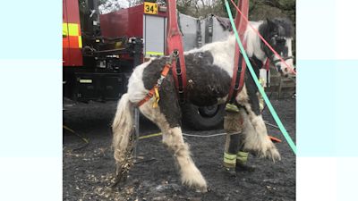 A horse being lifted by a hoist attached to a fire engine