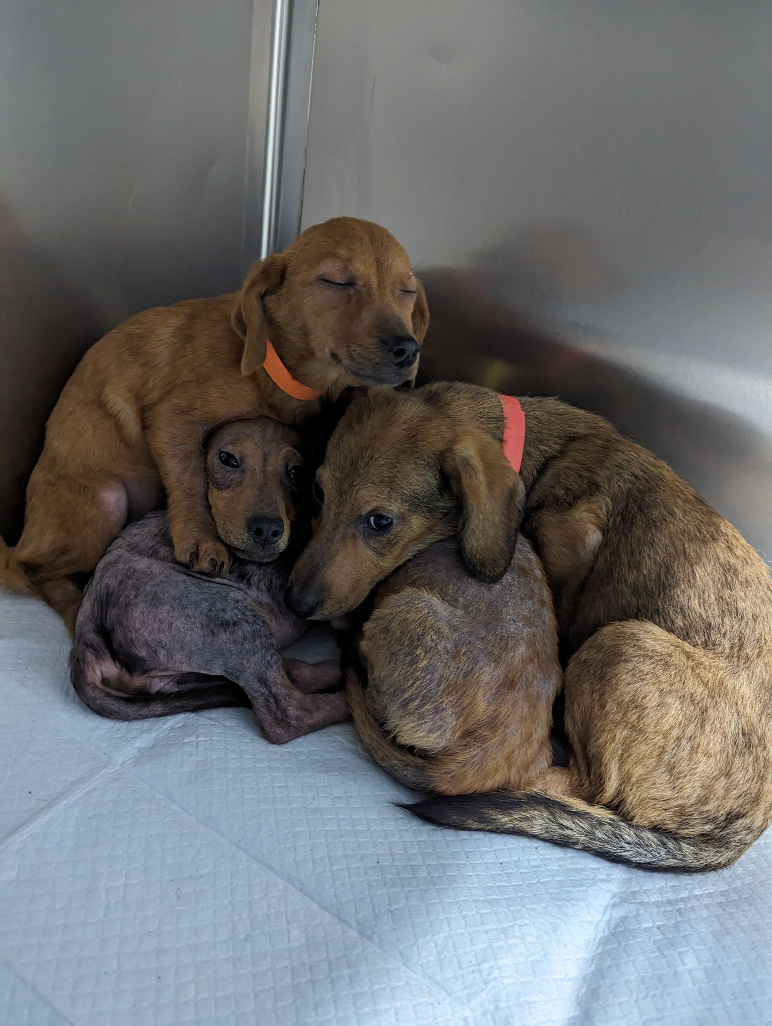 Rspca dachshund sales