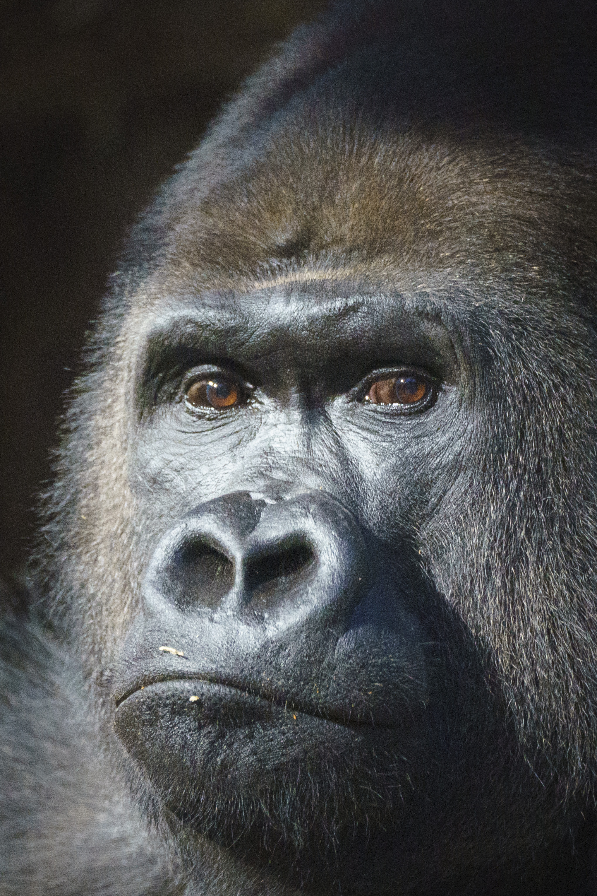 Silverback Gorilla London Zoo