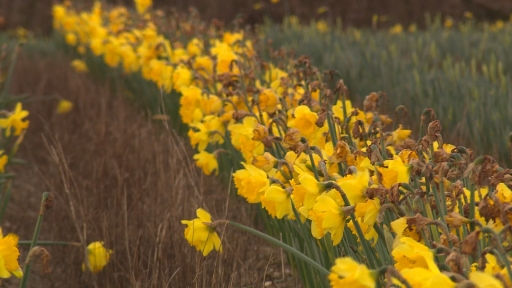 Flowers being left to rot on Cornwall's daffodil farms amid worker