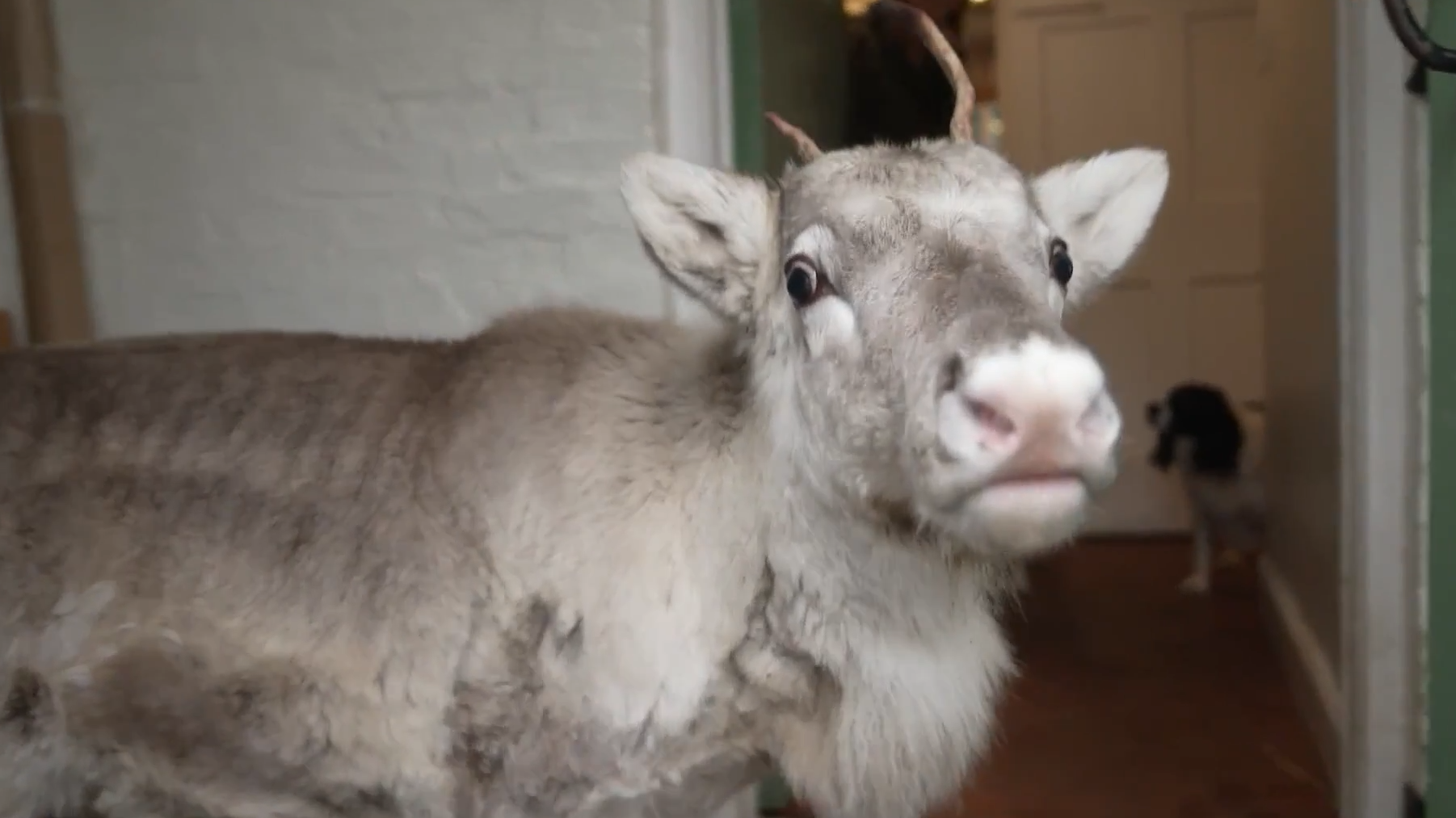 Meet Lars: The reindeer raised indoors who now thinks he's a dog