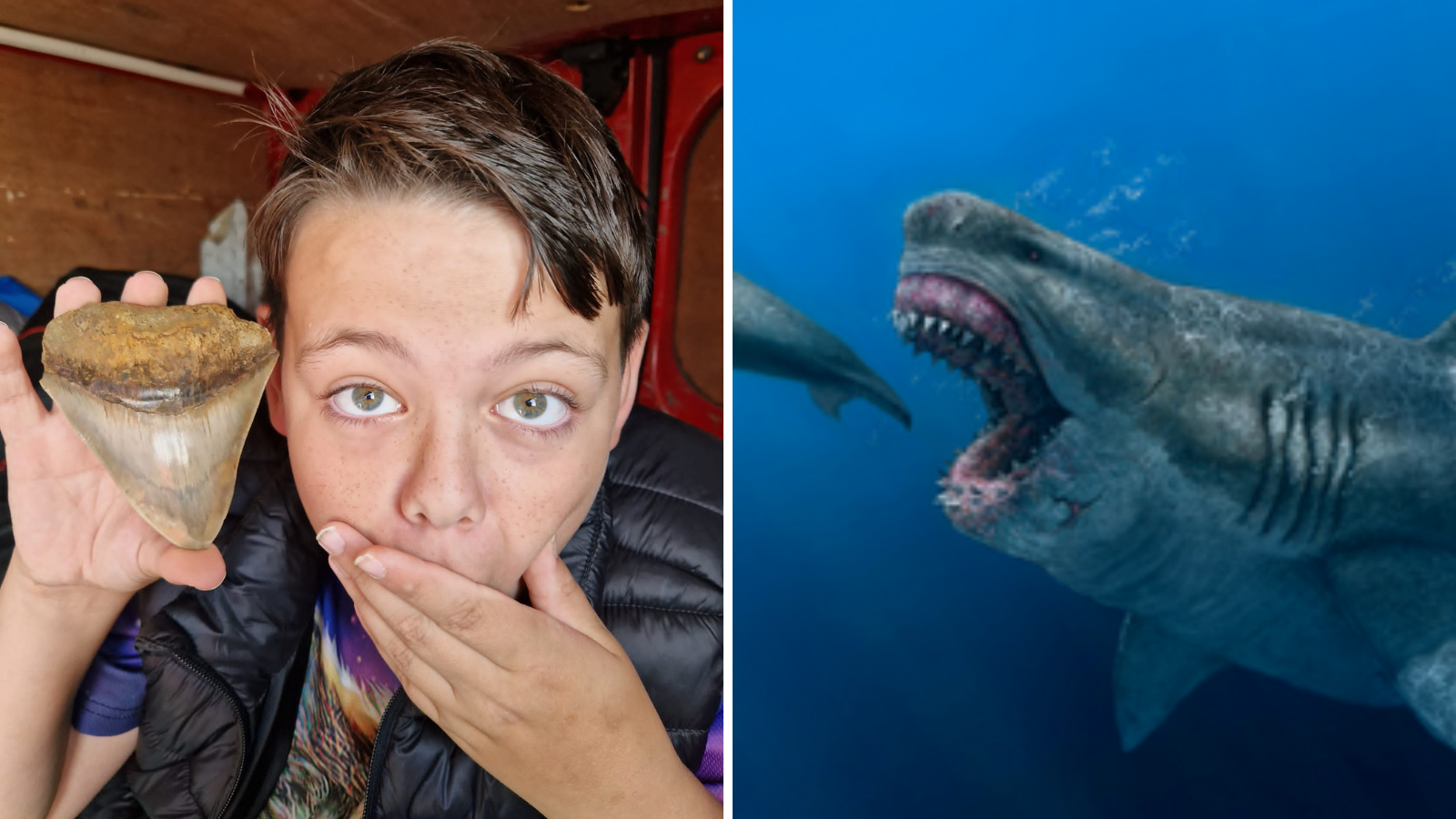 Boy finds Megalodon shark tooth on Essex beach from super-predator