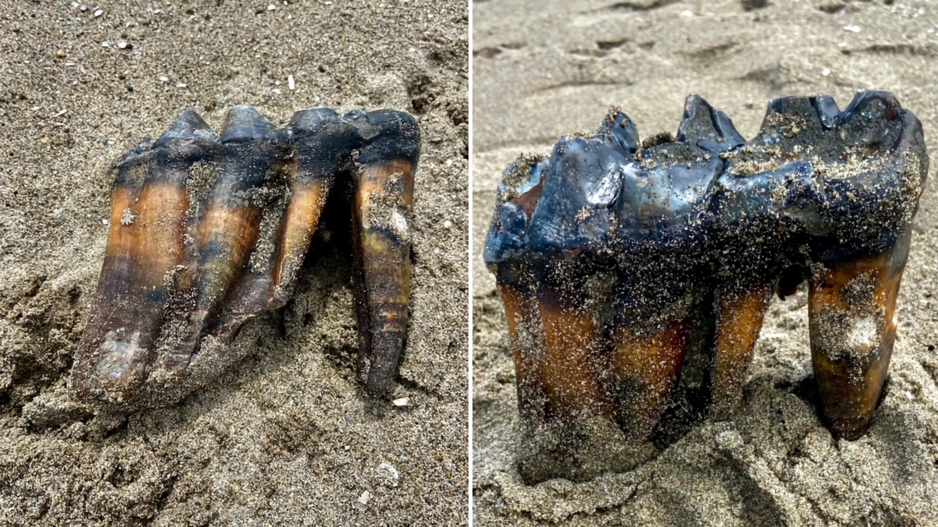 Woman finds foot long mastodon tooth while walking on beach ITV News