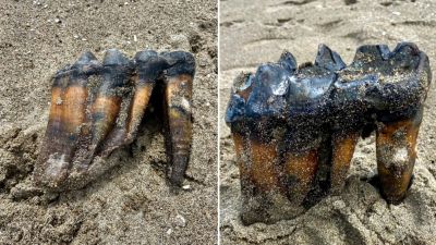 This May 26, 2023, photo provided by the Jennifer Schuh shows a Mastodon Tooth in the sand at an Aptos, Calif., beach. A Northern California woman taking a Memorial Day weekend stroll on the beach has discovered a mastodon tooth that's at least 5,000 years old. Schuh found the foot-long (.30-meter) tooth sticking out of the sand on Friday at the mouth of Aptos Creek on Rio Del Mar State Beach, located off Monterey Bay in Santa Cruz County. (Jennifer Schuh via AP)