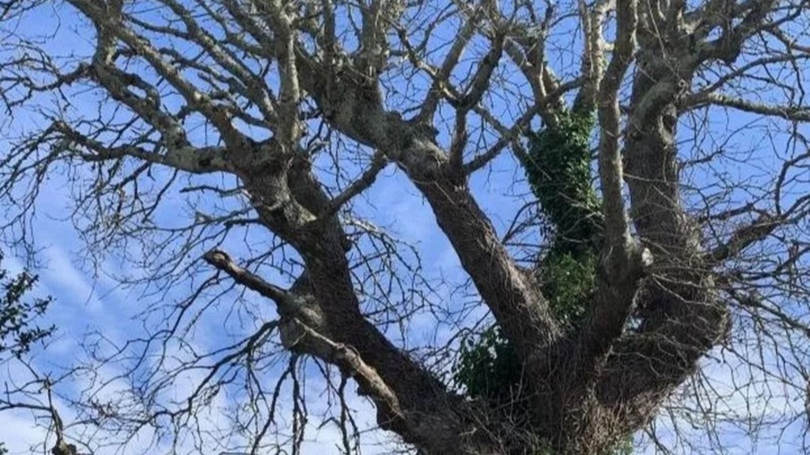 Historic Cornish tree intentionally poisoned to death | ITV News West ...