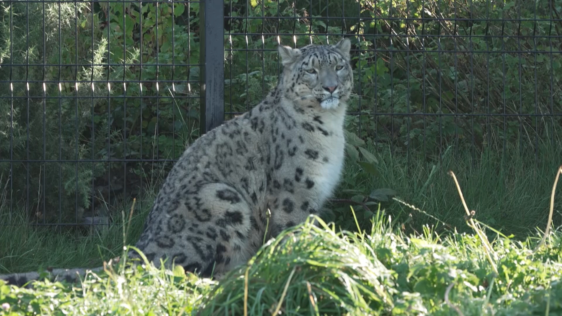 Welsh Mountain Zoo welcomes new female snow leopard to help protect the