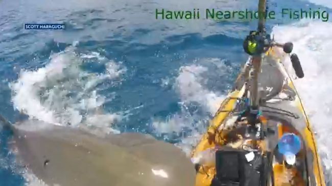 Fisherman lucky to escape unhurt after shark rams kayak