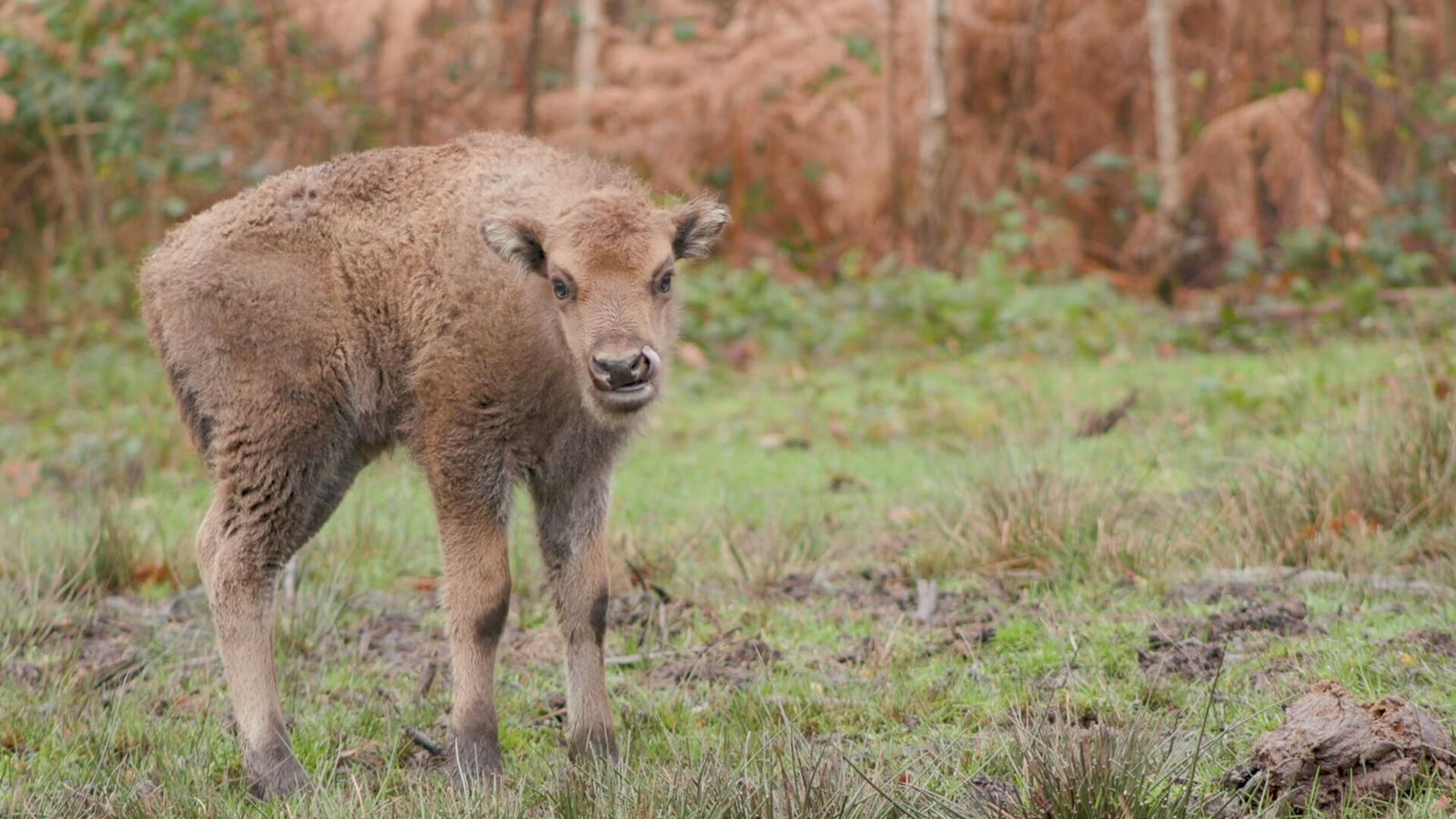 Bison Project Second calf birth 'best present' for Kent bison project | ITV News Meridian