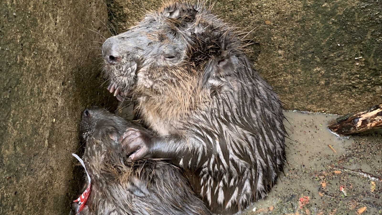 Saved Beaver Pair of beavers saved from drowning in Somerset storm drain | ITV News ...