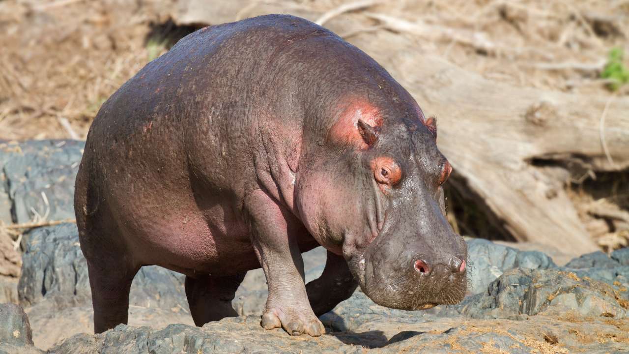 Pigs can't fly but hippopotamuses probably can, scientists discover
