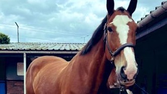 West Yorkshire Police horse Ledston hit by car in Tingley | ITV News ...