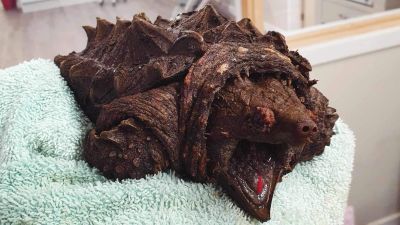 An “invasive” alligator snapping turtle has been named Fluffy by a vet after being found near a lake in Cumbria.