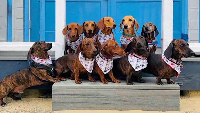 ANGLIA 071024 Sausage dogs
Southwold Sausage Walk