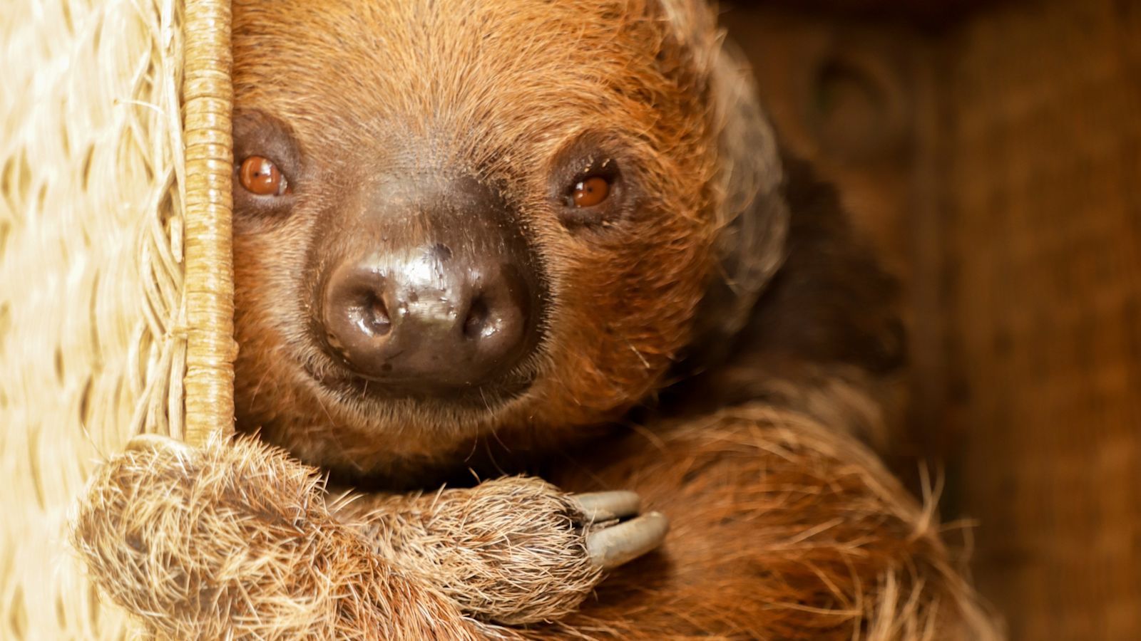 Mo the two-toed sloth from Belgium arrives at Paignton Zoo | ITV News ...