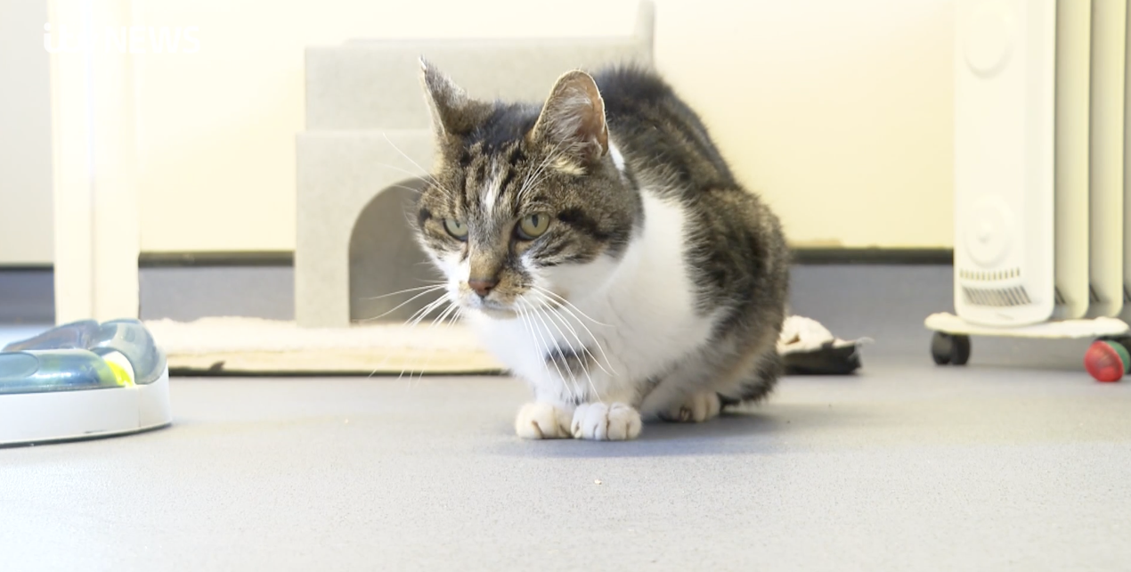 Warning issued over 'impulsively' buying cats online ITV News Central