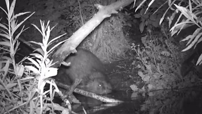beavers have been seen on the river avon