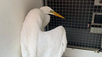 Large white heron with an injured wing