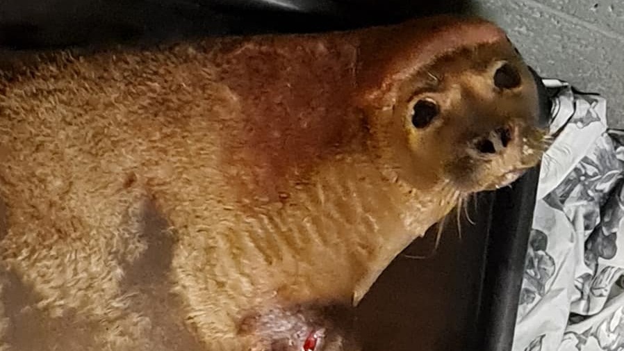 Freddie Mercury The Seal Attacked By Dog In West London Itv News London