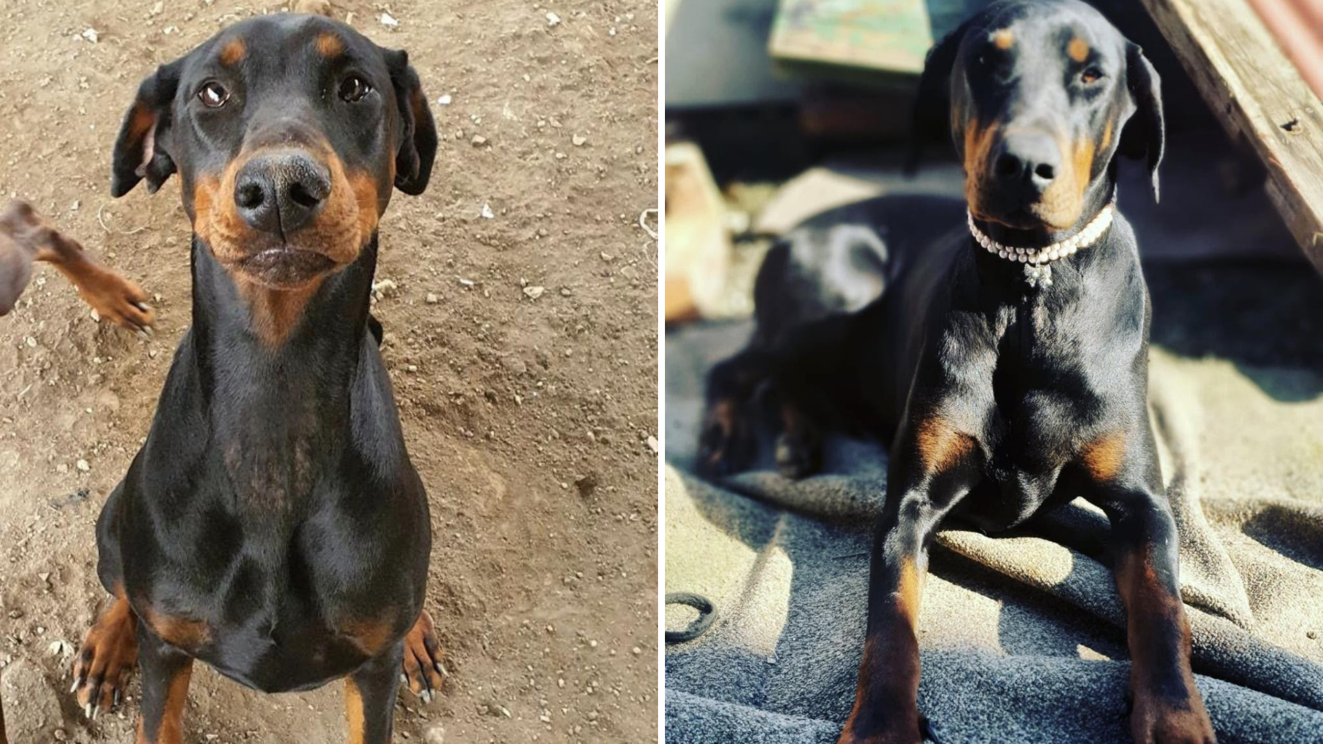 'Stolen' Dogs Found In Cotswolds After Disappearing From Gloucester ...