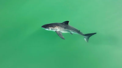 A white shark swimming along the Southern California coastline.