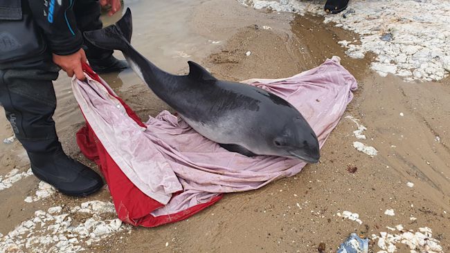 A porpoise being rescued