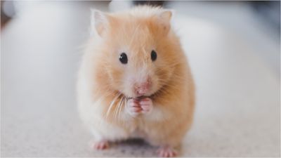 Pet shop best sale near me hamster