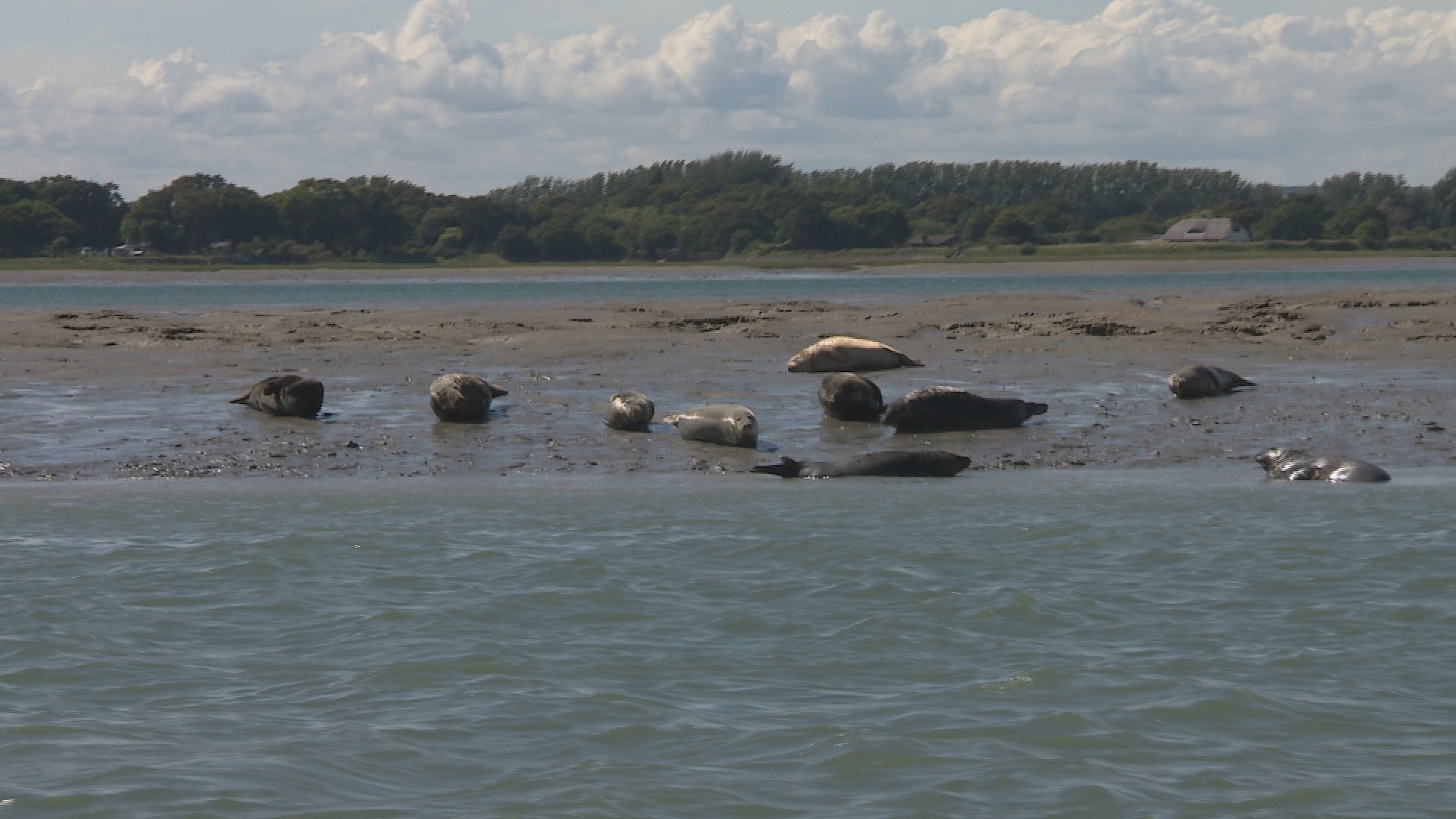 Spirit of the South Counting seals in Chichester Harbour ITV