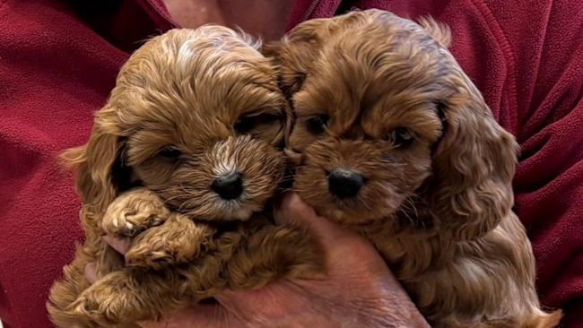 Two 5 week-old cavapoo puppies that were stolen with their mother and siblings have been reunited with their mum and owner after they were found next to a road 100 miles away. Credit ITV Anglia