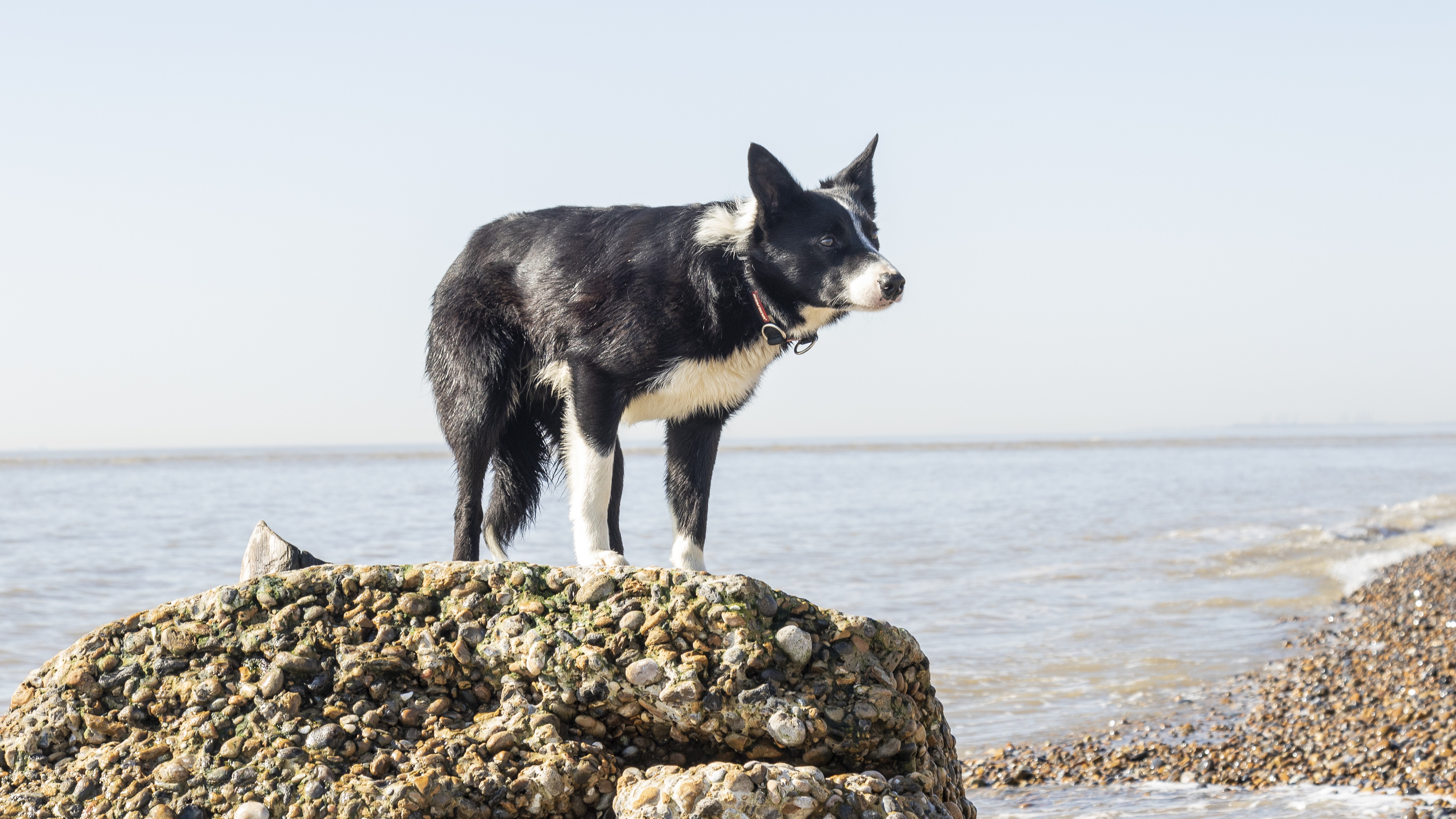 Sea sheepdog clearance