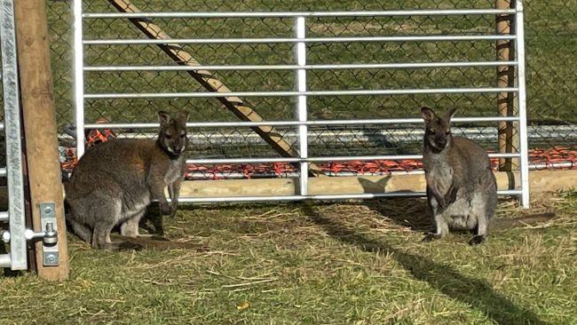 Two Wallabies ant and dec reunited at petting farm in Lincolnshire after separately escaping