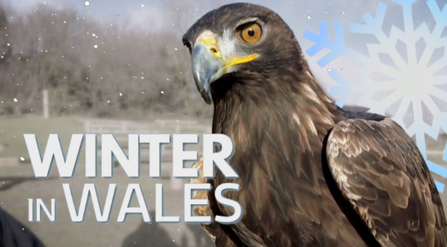 British Bird Of Prey Centre Wales  Flying Experiences Carmarthenshire