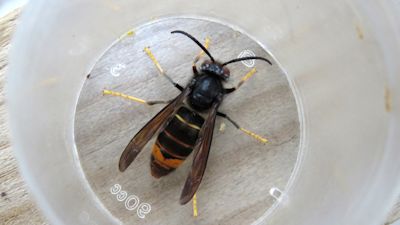 Credit David Walker (supplied through Alastair Christie - Jersey Government Asian Hornet Coordinator).