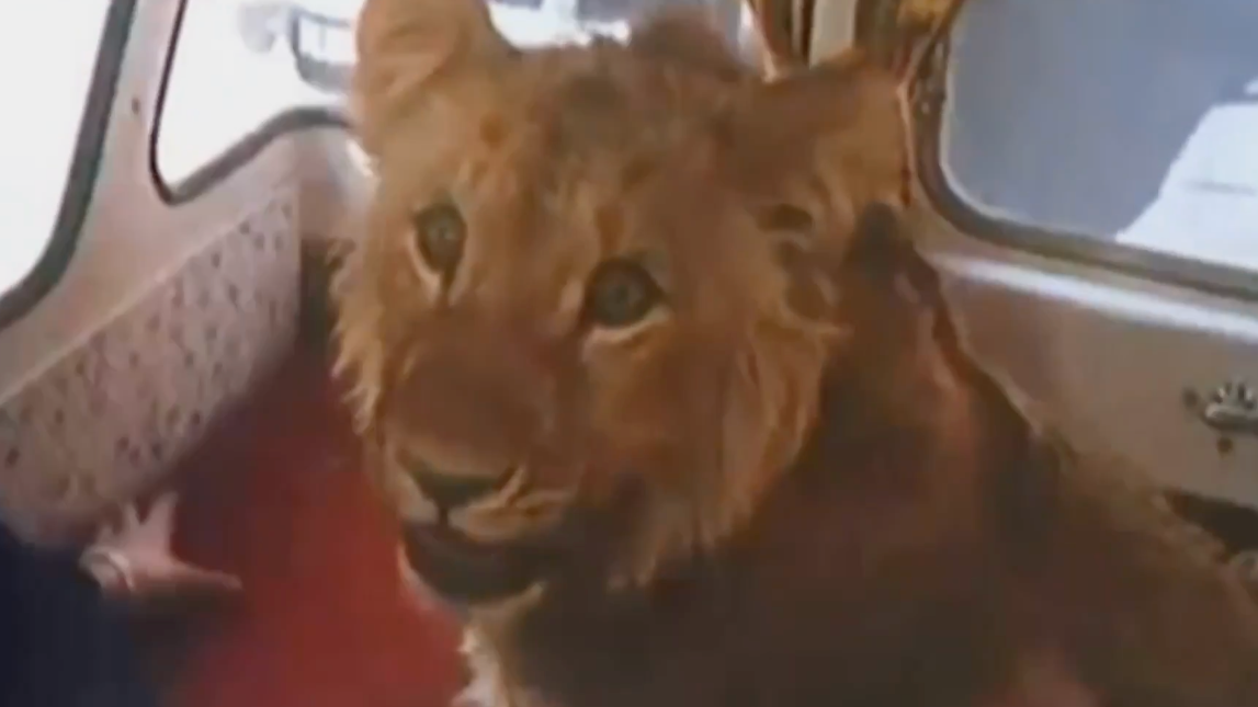 Man who bought pet lion in Harrods and walked it round London dies aged