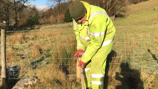 05/01/22. Trees being planted in Ullswater by Ullswater Catchment Management CIC. ITV Border.