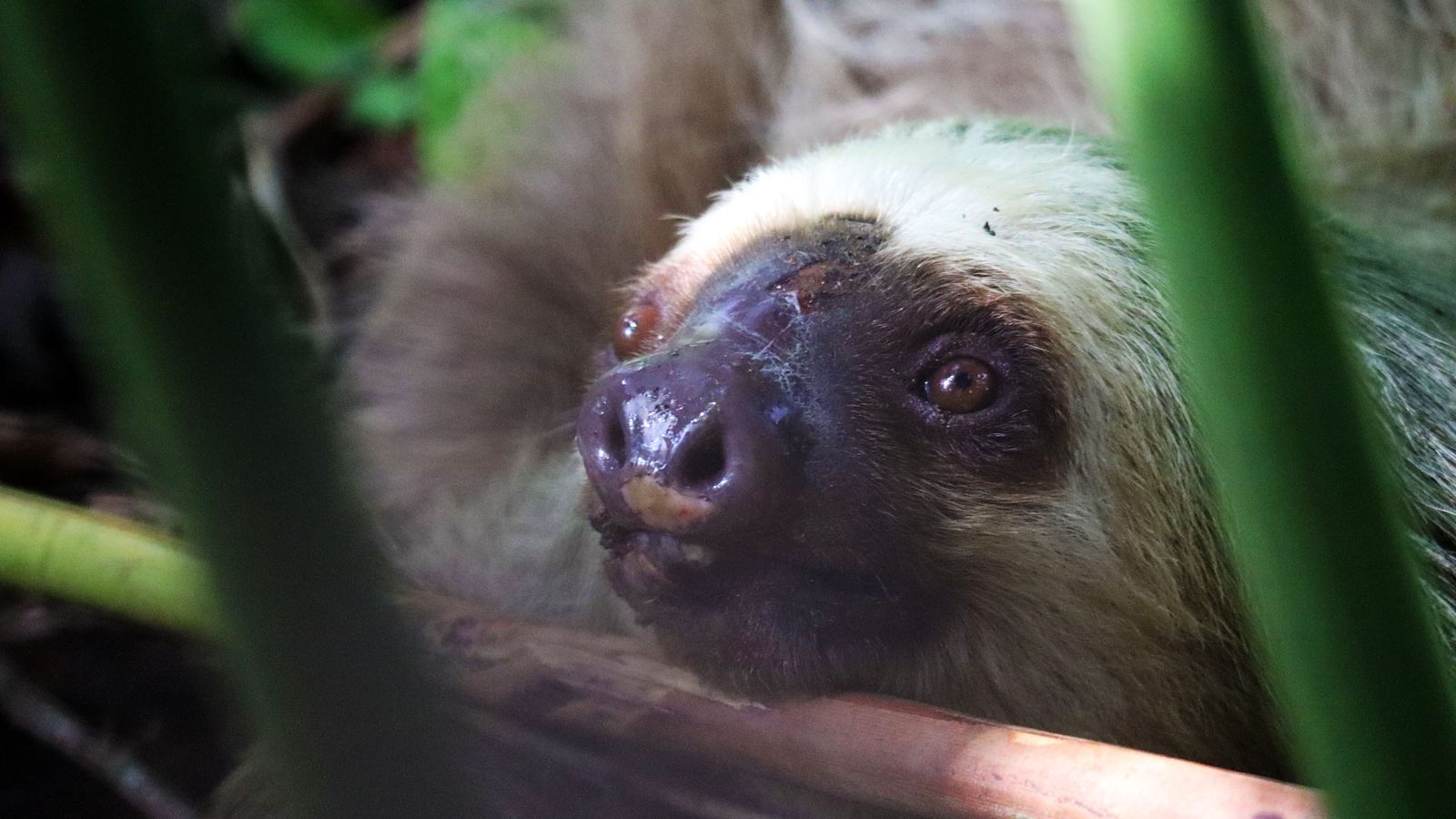 Wounded Sloth Team from Drusillas call for action after witnessing wild sloth ...