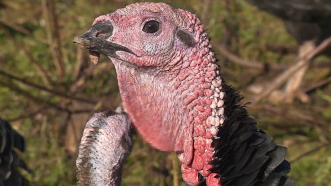 230622 BIRD FLU TURKEY ANG