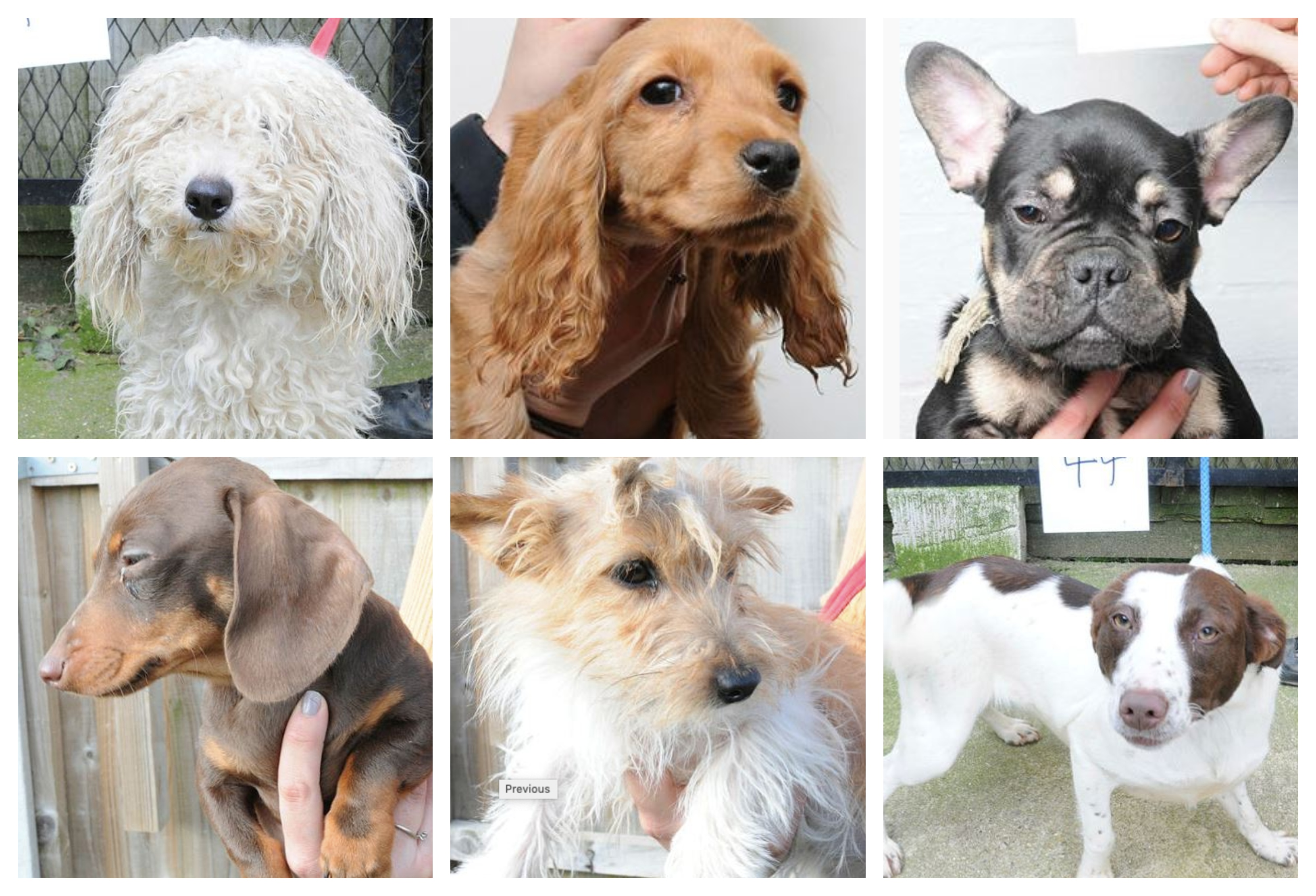 Pair Sentenced For Animal Welfare Offences After 83 Dogs Found At Traveller Site Itv News Anglia