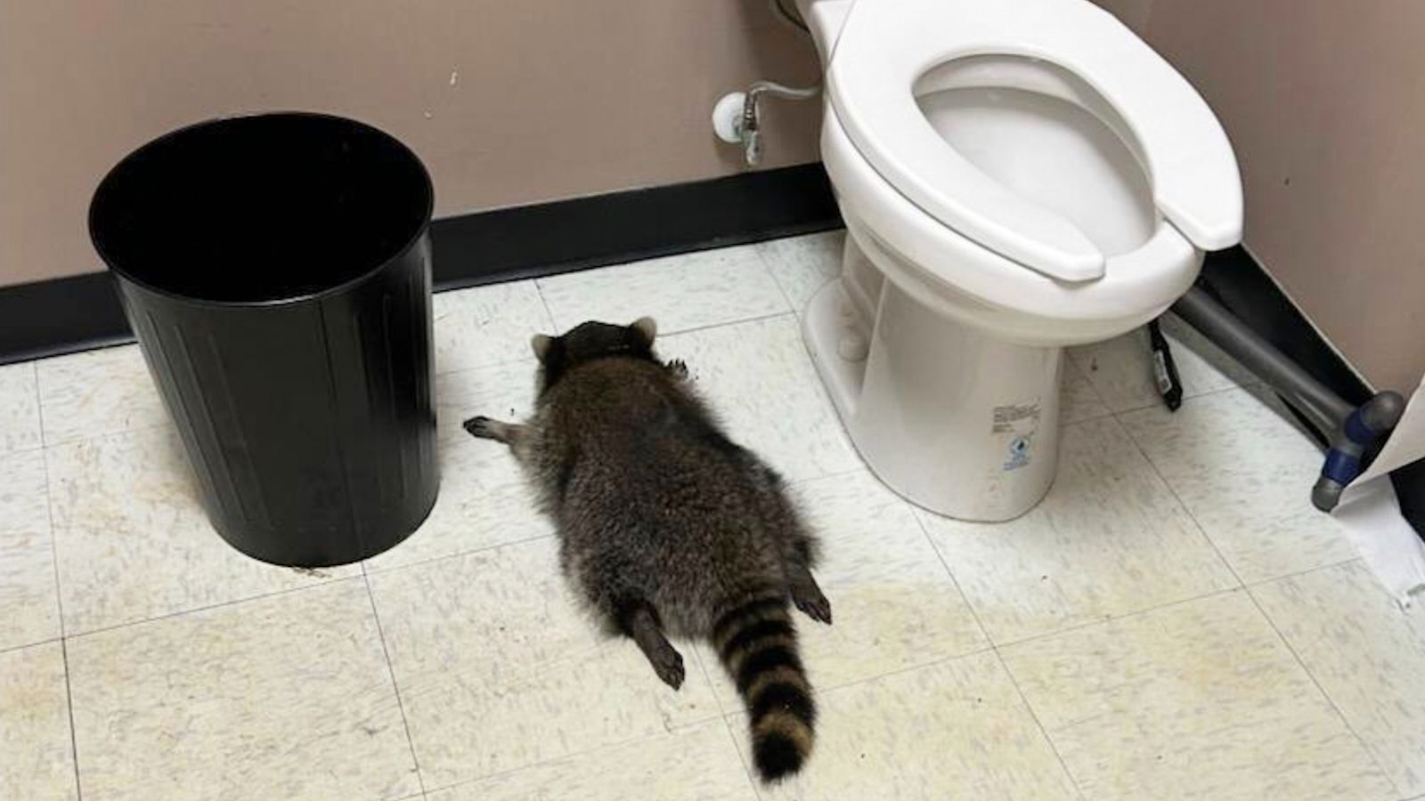 Raccoon broke into liquor store and went on 'full-blown rampage' before ...