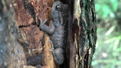 Barking mad find: Researchers have found toads in trees