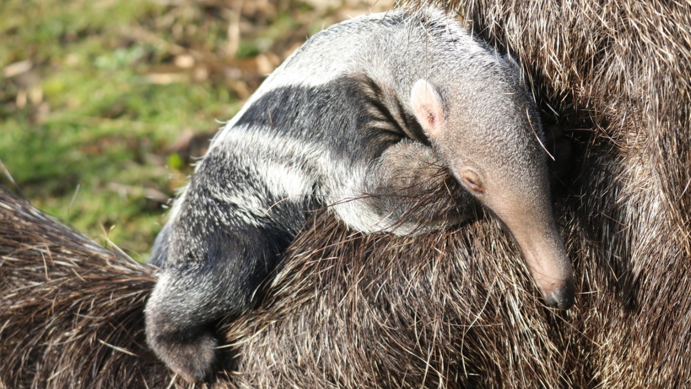 Yorkshire Wildlife Park welcomes tiny new giant anteater | ITV News Calendar