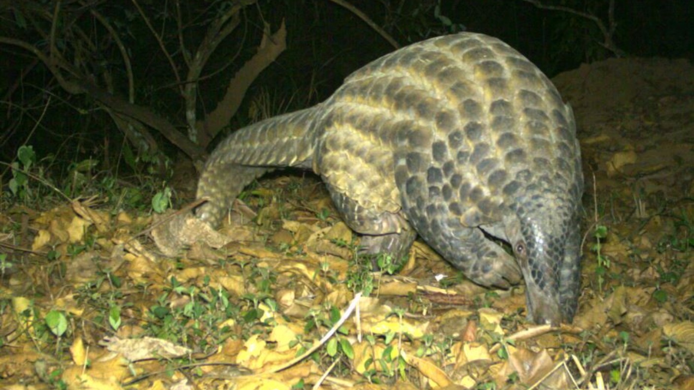 giant pangolin skull