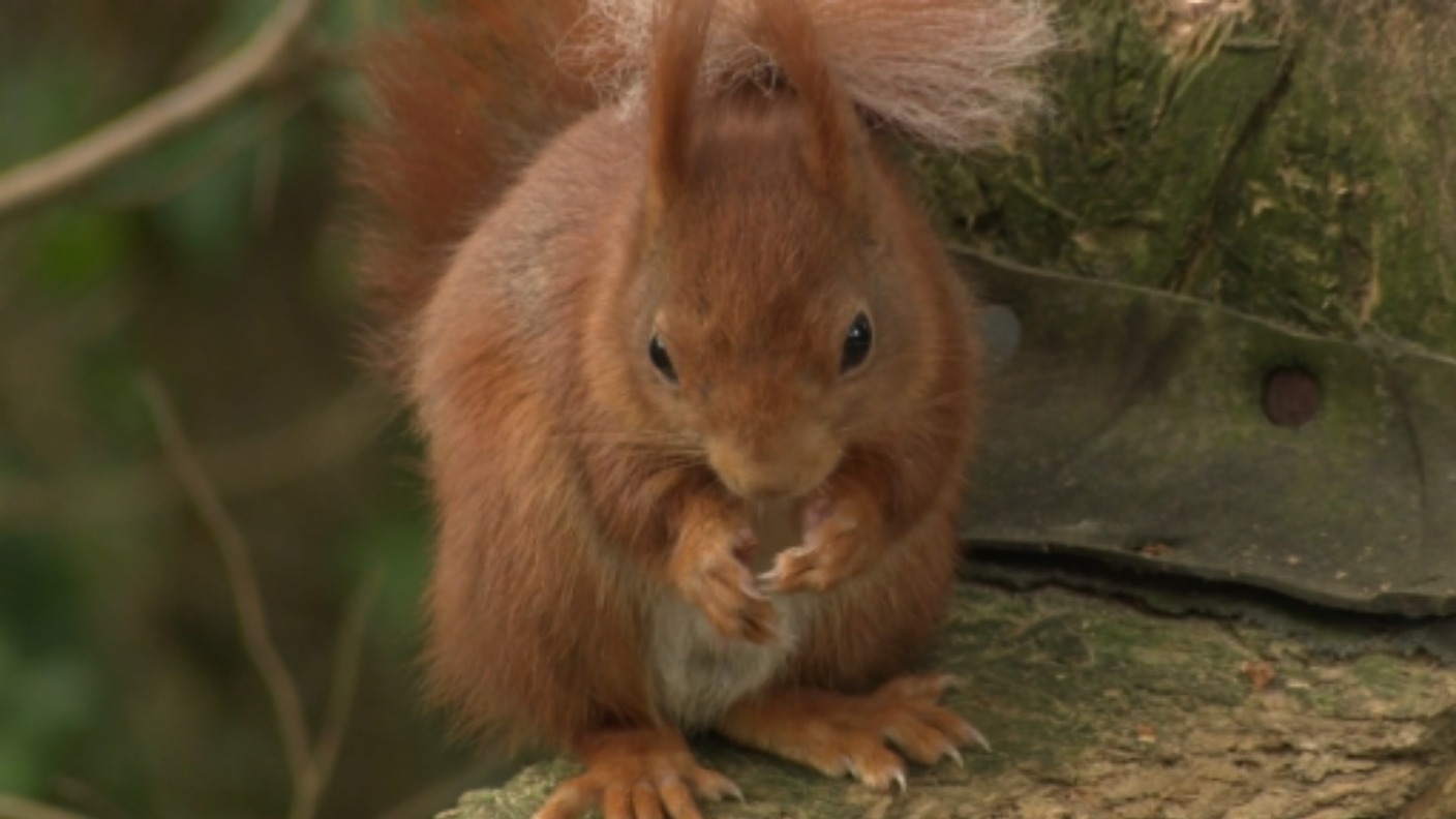 Why red squirrels are thriving on the Isles of Scilly | ITV News West ...