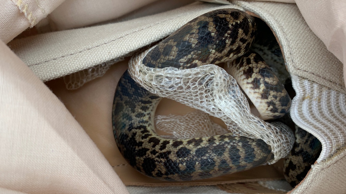 a-genuine-snake-on-a-plane-woman-finds-unexpected-visitor-in-luggage