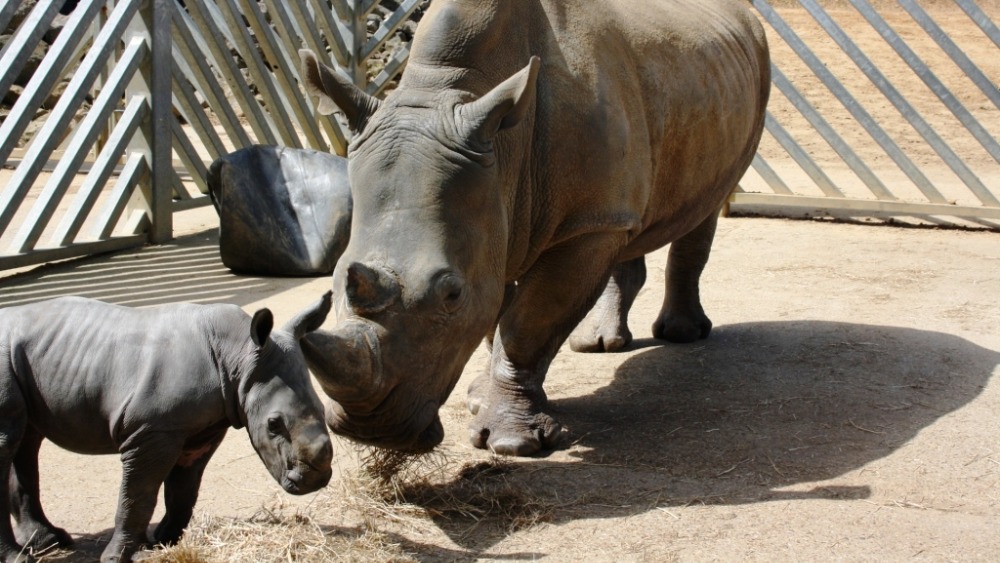 Colchester Zoo welcomes new arrival | ITV News Anglia