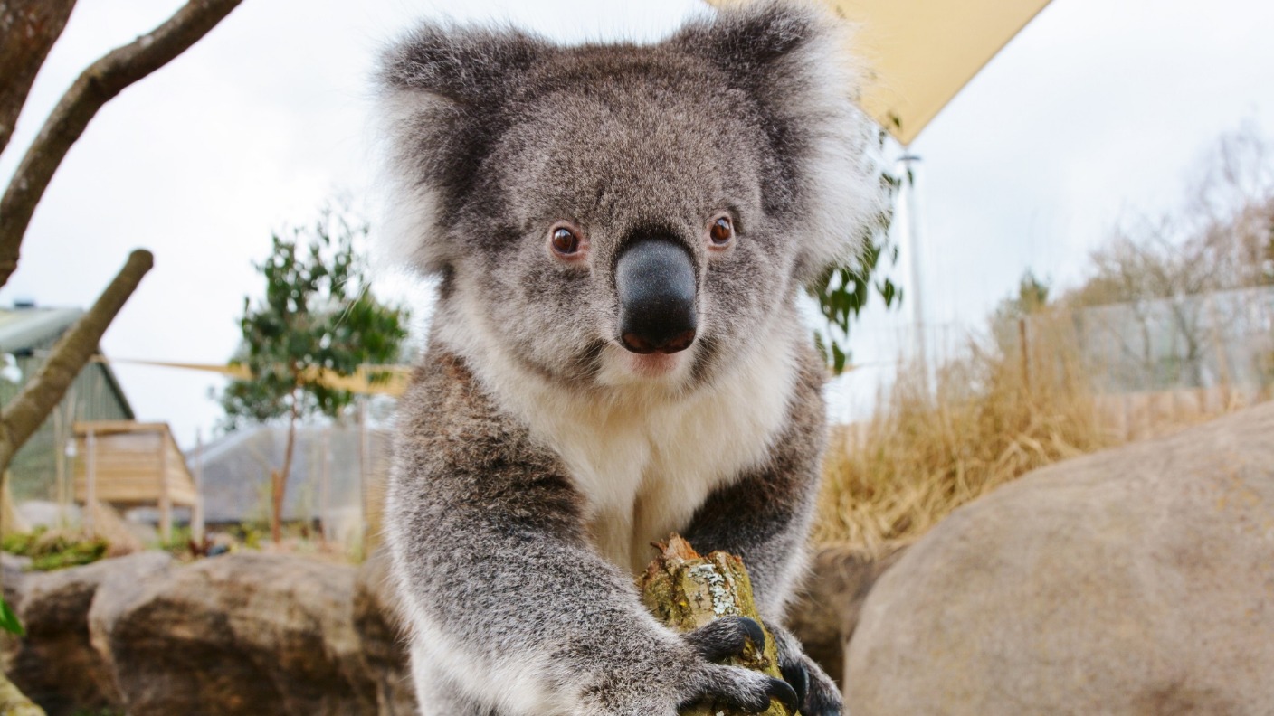 longleat safari park koala experience