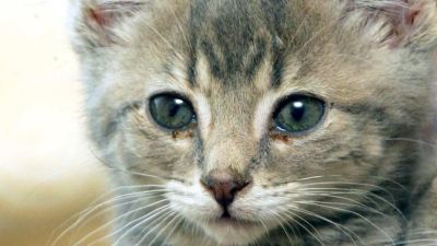 A kitten was thrown from a lorry