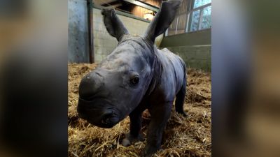 A baby white rhino born at the African Alive zoo in Lowestoft, Suffolk. Credit: The Zoological Society