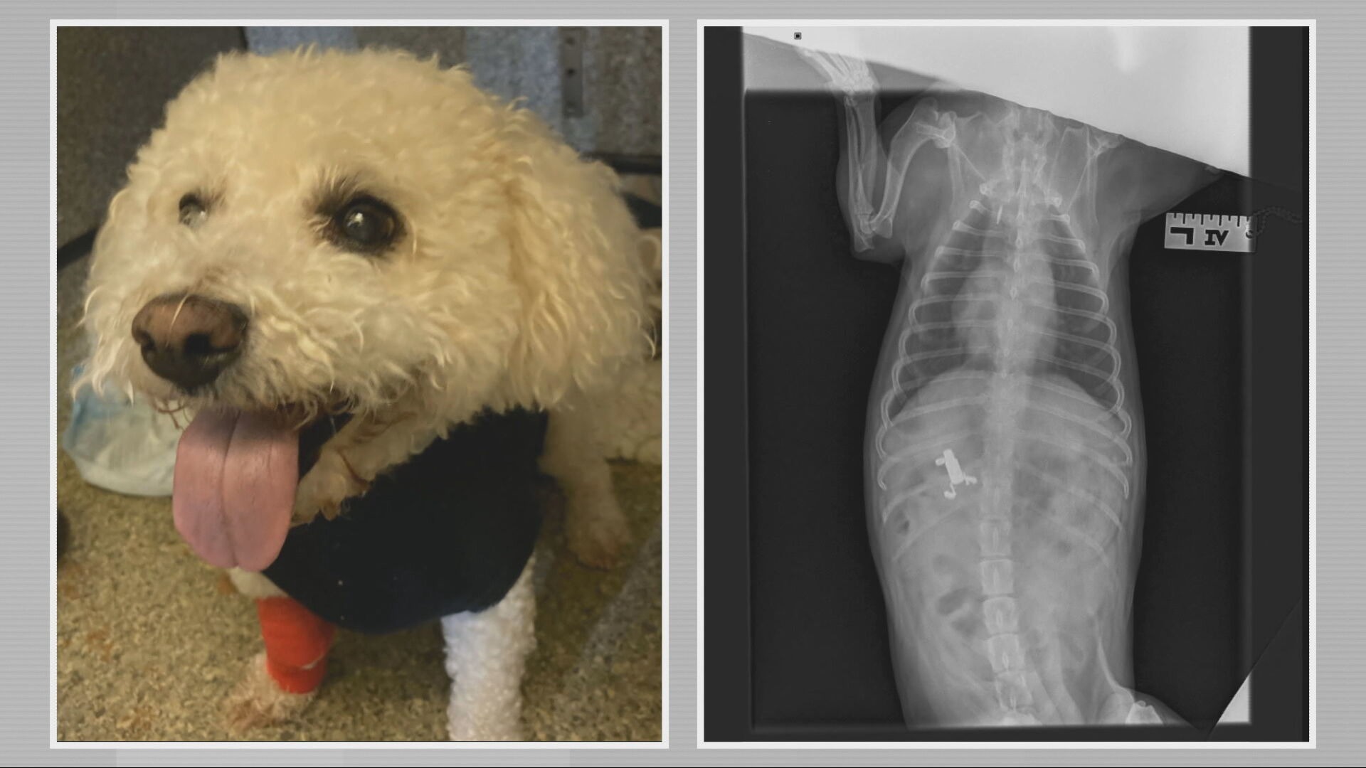 Dog from Kent 'lucky to be alive' after swallowing nicotine-filled vape pod  | ITV News Meridian