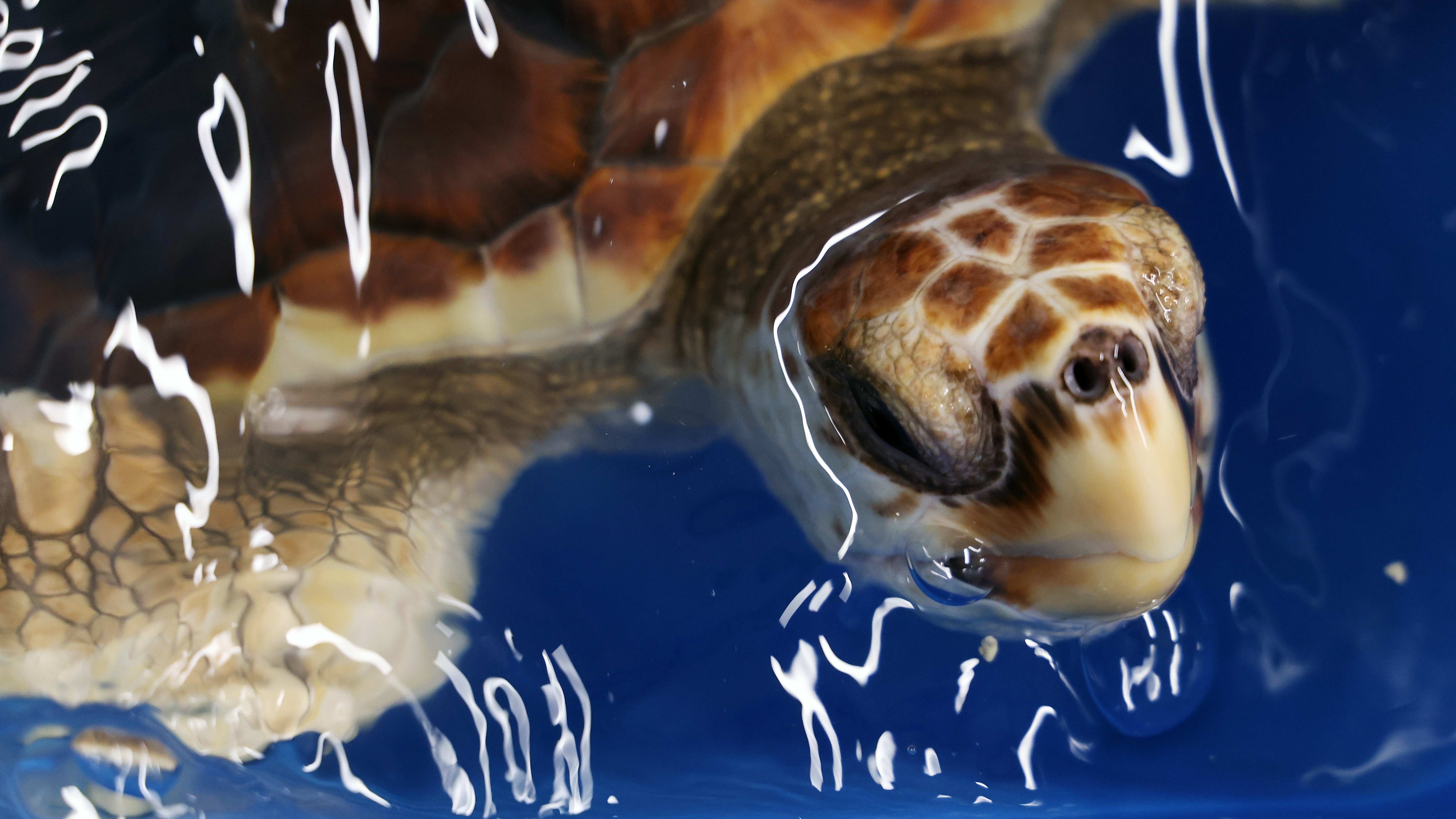 Turtles rescued after being swept into UK waters released by Royal Navy ...