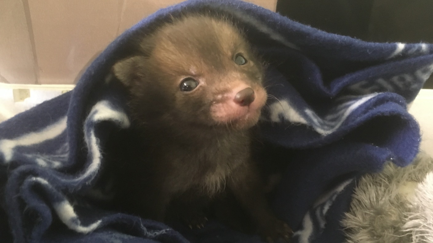 Tiny fox cub rescued by RSPCA in Cheshire | ITV News Granada